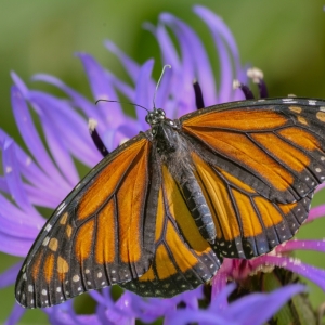 Danaus plexippus